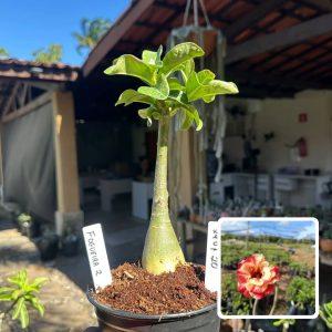 2907 15 Baby Rosa do Deserto Fogueira 2