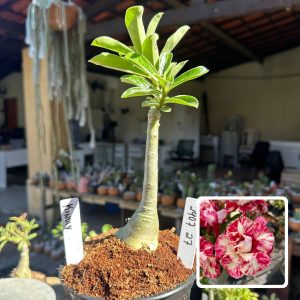 2907 16 Baby Rosa do Deserto Kindly