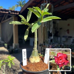 2907 18 Baby Rosa do Deserto cibele