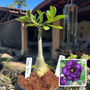 2907 24 Baby Rosa do Deserto Purple Blue