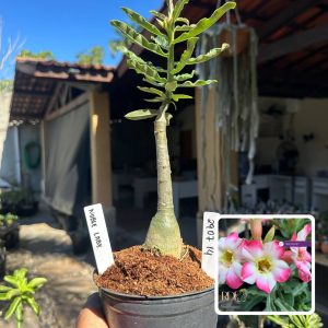 2907 25 Rosa do Deserto Noble Lady