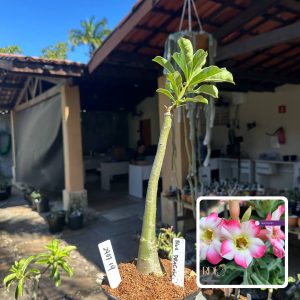 2907 31 Rosa do Deserto Noble Lady