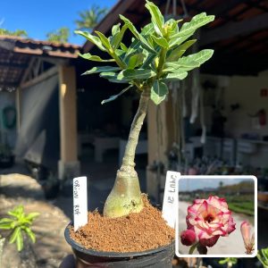 2907 27 Rosa do Deserto Orion