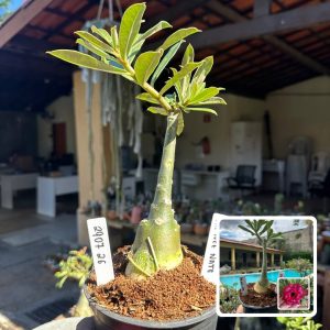 2907 36 Rosa do Deserto Ha nee nate