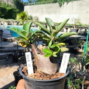 3007 01 Arabicum Hesfero F3