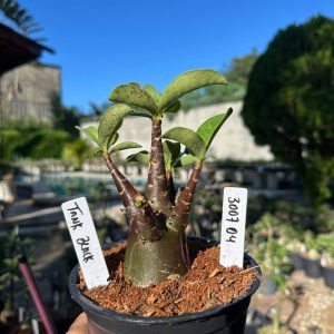 3007 02 Arabicum Tank black F3