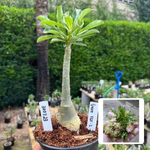 3007 23 Rosa do Deserto Green Elf 2