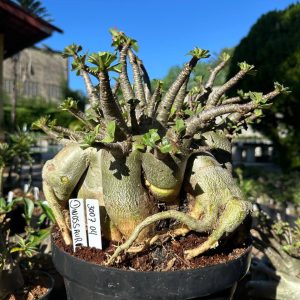 3007 03 Arabicum Dinossaur - Adulta