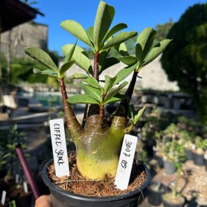 3007 03 Arabicum Eiffel Black F3