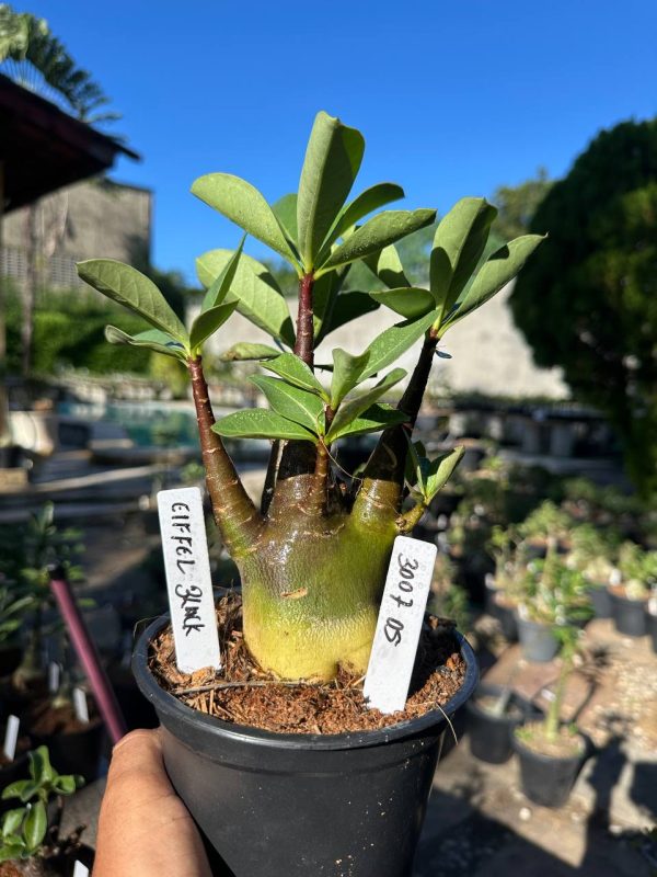 Arabicum Eiffel Black F3