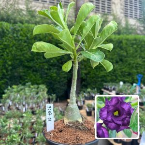 3007 01 Rosa do Deserto Purple Blue