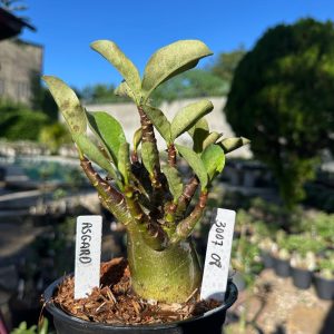 3007 06 Arabicum Asgard F3
