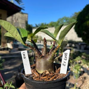 3007 10 Arabicum Lava F3