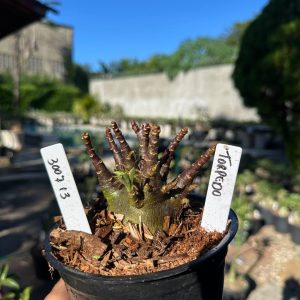 3007 11 Arabicum Torpedo F3