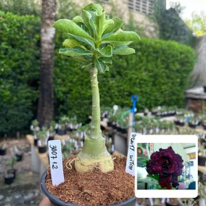 3007 12 Rosa do Deserto Beauty Witch