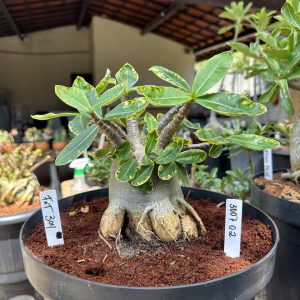 3007 02 Arabicum Fat Boy - Adulta