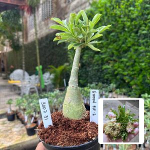 3007 31 Rosa do Deserto Green Elf 2