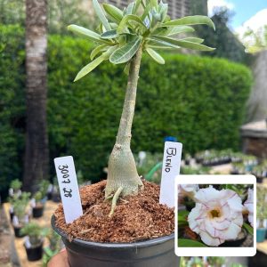 3007 28 Rosa do Deserto Blend