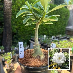 3007 56 Rosa do Deserto White Angel
