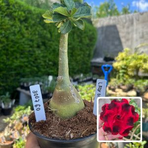 3007 60 Rosa do Deserto Lady Di