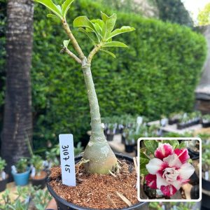 3107 15 Rosa do Deserto Mangosteen