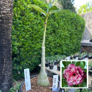 3107 33 Rosa do Deserto Crimson Tide
