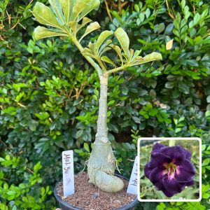 3107 44 Rosa do Deserto Malibu