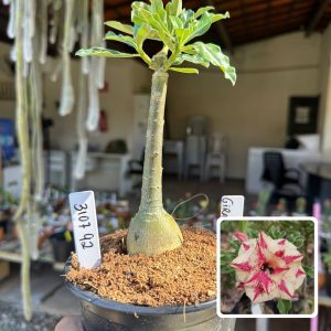 3107 92 Rosa do Deserto Girassol