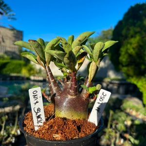2507 11 Arabicum Onix F3