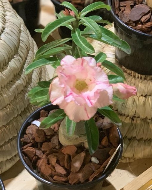 Pré Venda - Rosa do Deserto Blend - Imagem 2