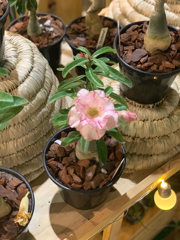 Pré Venda - Rosa do Deserto Blend - Imagem 3