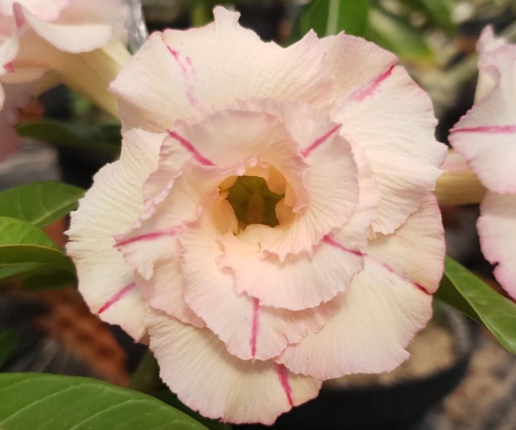 Pré Venda - Rosa do Deserto Blend