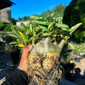 2507 00 Arabicum Dinossaur - Adulta
