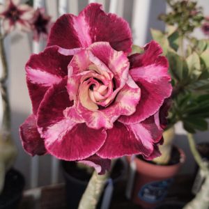 Pré venda - Baobá Rosa do Deserto Van Helsing