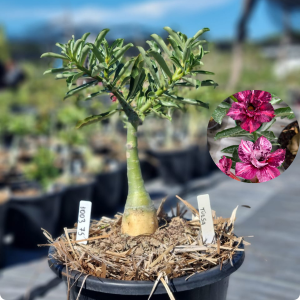 Pré venda - Baobá Rosa do Deserto Tulsa
