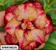 Pré venda - Baobá Rosa do Deserto Spartacus