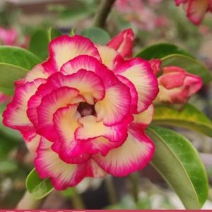 Pré venda - Baobá Rosa do Deserto Arm 45