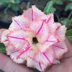 Pré venda - Baobá Rosa do Deserto Rei Davi 2
