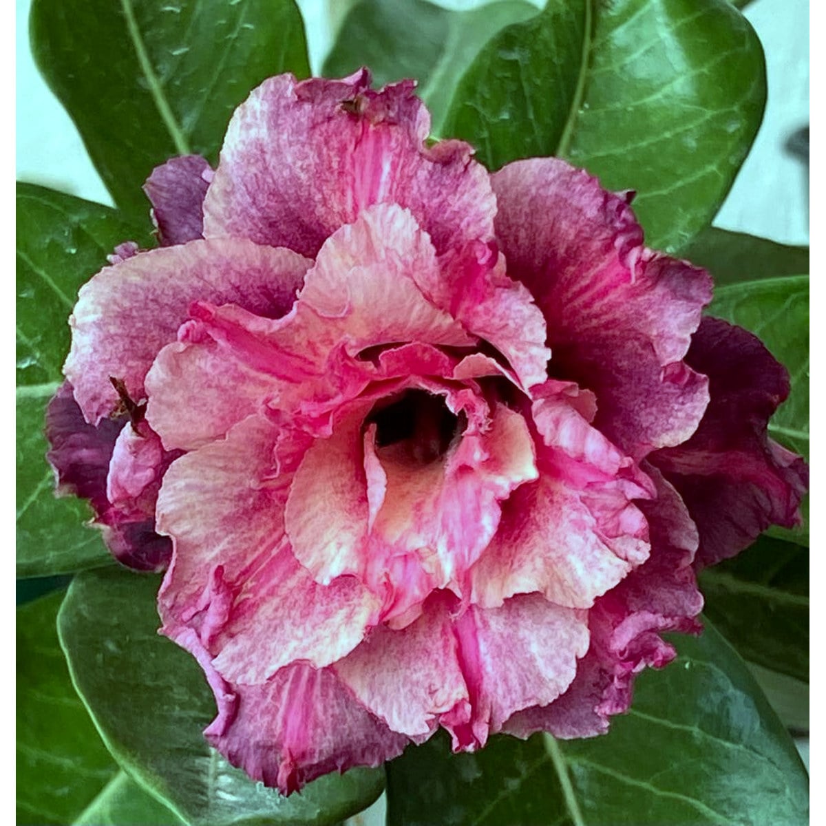 3107 33 Rosa do Deserto Crimson Tide - Imagem 2