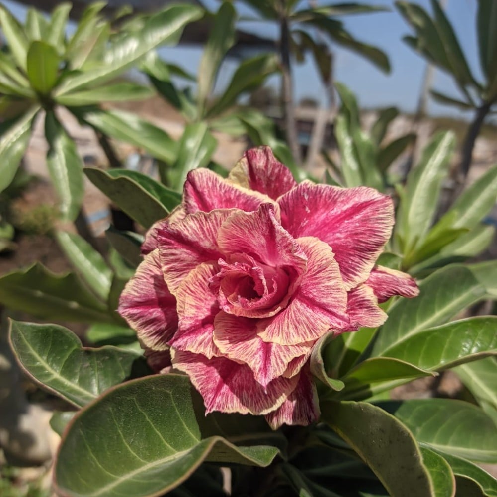 3107 20 Rosa do Deserto Kr 54 - Imagem 2