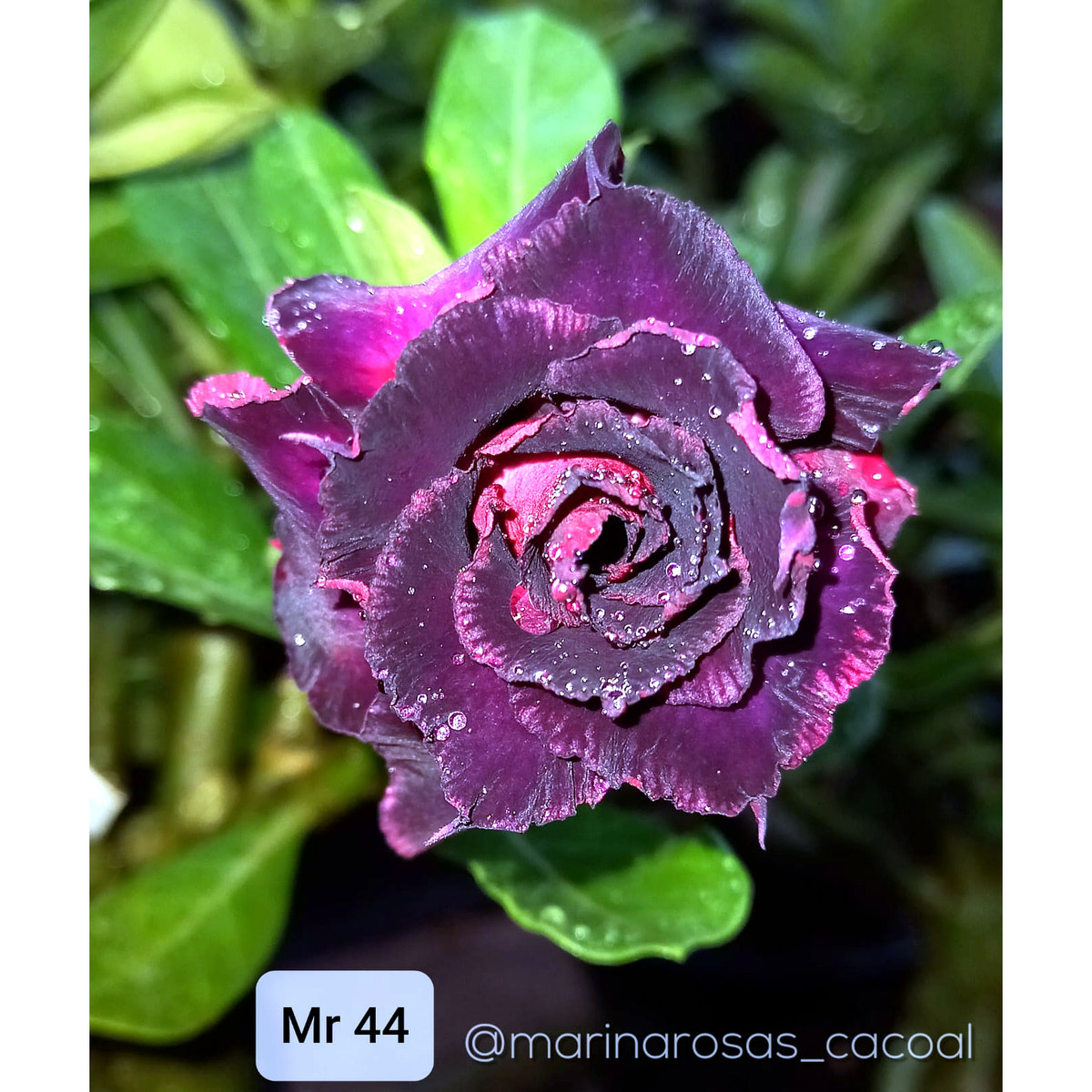 3107 03 Rosa do Deserto Mr 44 - Imagem 2