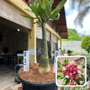0107 62 Rosa do Deserto Triple Wish 3