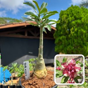 0907 86 Rosa do Deserto Triple Wish 3