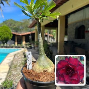 1707 19 Rosa do Deserto Black Dragon