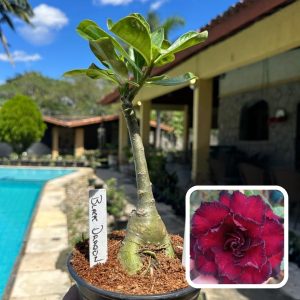 1707 33 Rosa do Deserto Black Dragon