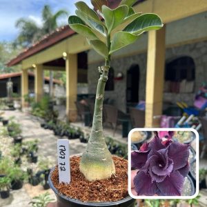 1707 72 Rosa do Deserto Lm 458
