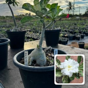 2307 24 Baobá Baby Amor de Mãe Variegata