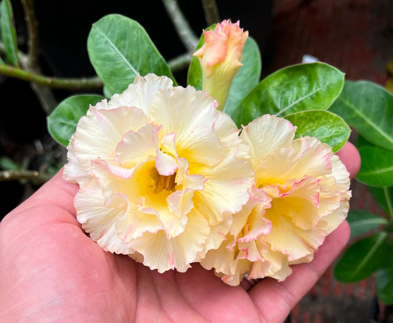 3107 18 Rosa do Deserto Açafrão - Imagem 2