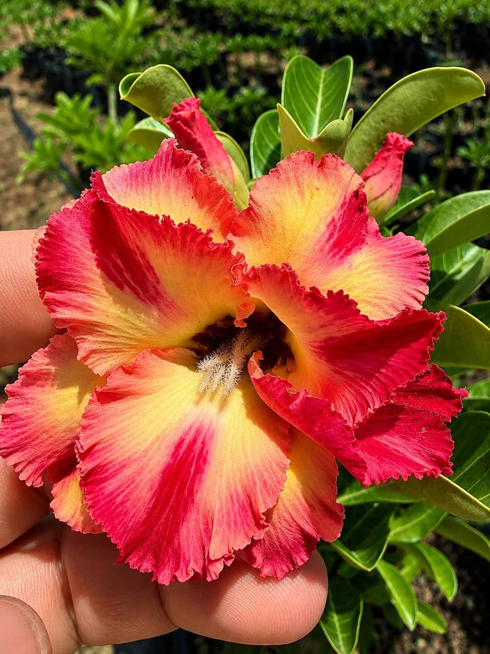 3007 91 Rosa do Deserto Chimichurri - Imagem 2