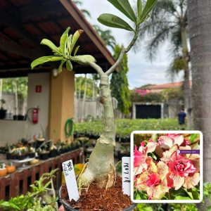 1807 19 Big Caudex BRD Maria
